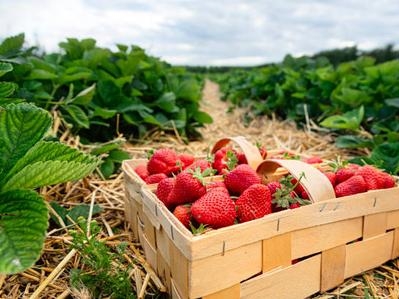 草莓篇 | “大脚印”，重塑草莓“白金根系”，点亮每一颗果实